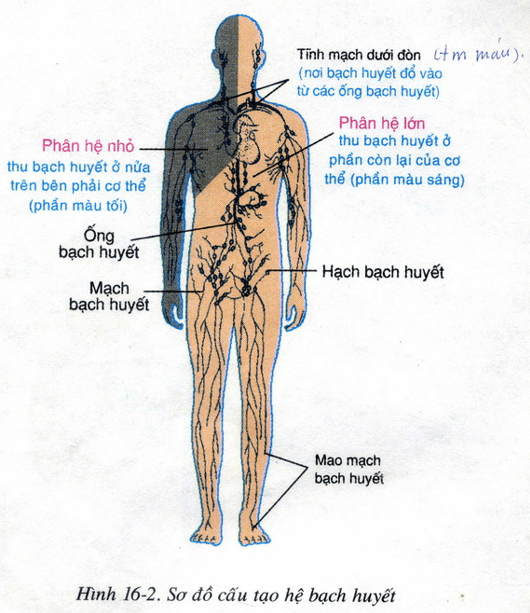 Lý thuyết Sinh học 8 Bài 16: Tuần hoàn máu và lưu thông bạch huyết hay, ngắn gọn