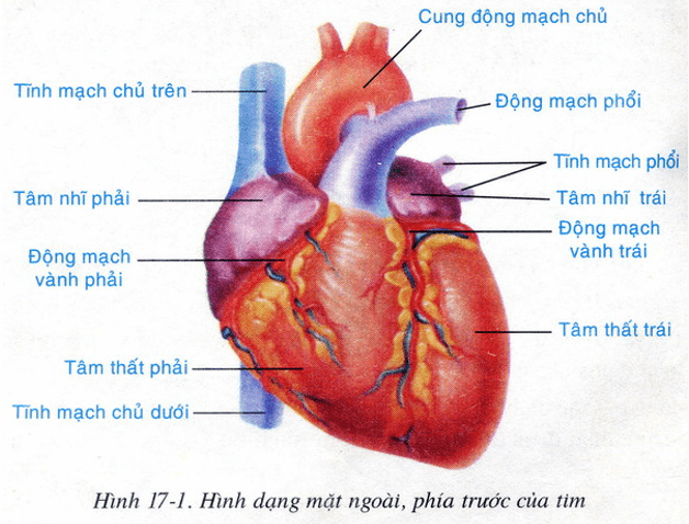 Lý thuyết Sinh học 8 Bài 17: Tim và mạch máu hay, ngắn gọn