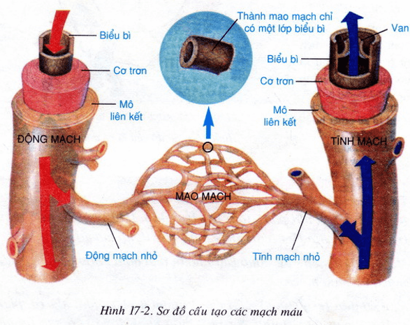 Lý thuyết Sinh học 8 Bài 17: Tim và mạch máu hay, ngắn gọn