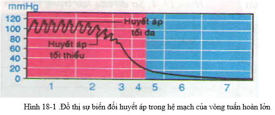 Lý thuyết Sinh học 8 Bài 18: Vận chuyển máu qua hệ mạch. Vệ sinh hệ tuần hoàn hay, ngắn gọn