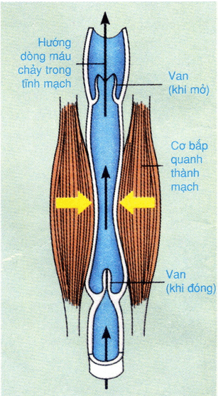 Lý thuyết Sinh học 8 Bài 18: Vận chuyển máu qua hệ mạch. Vệ sinh hệ tuần hoàn hay, ngắn gọn