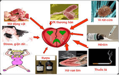 Lý thuyết Sinh học 8 Bài 18: Vận chuyển máu qua hệ mạch. Vệ sinh hệ tuần hoàn hay, ngắn gọn