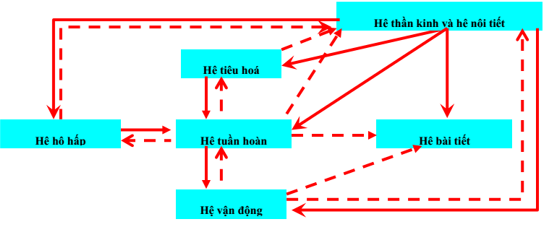 Lý thuyết Sinh học 8 Bài 2: Cấu tạo cơ thể người hay, ngắn gọn