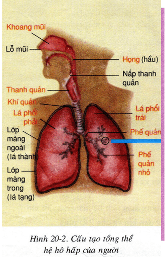 Lý thuyết Sinh học 8 Bài 20: Hô hấp và các cơ quan hô hấp hay, ngắn gọn