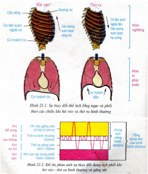Lý thuyết Sinh học 8 Bài 21: Hoạt động hô hấp hay, ngắn gọn