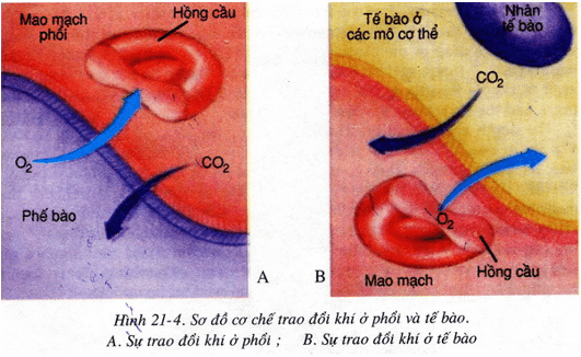 Lý thuyết Sinh học 8 Bài 21: Hoạt động hô hấp hay, ngắn gọn