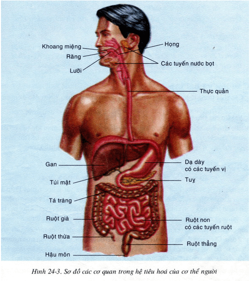 Lý thuyết Sinh học 8 Bài 24: Tiêu hóa và các cơ quan tiêu hóa hay, ngắn gọn