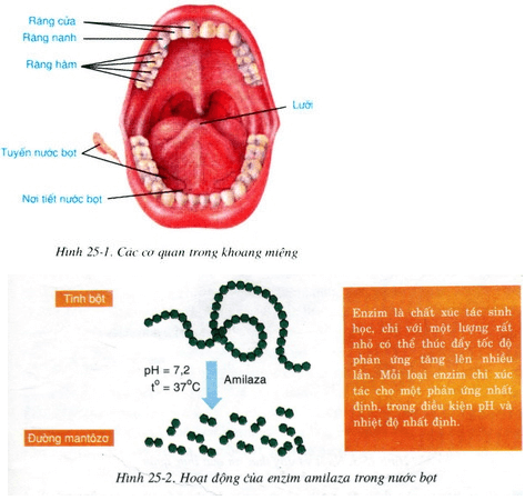 Lý thuyết Sinh học 8 Bài 25: Tiêu hóa ở khoang miệng hay, ngắn gọn