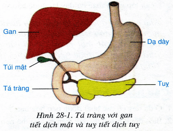 Lý thuyết Sinh học 8 Bài 28: Tiêu hóa ở ruột non hay, ngắn gọn