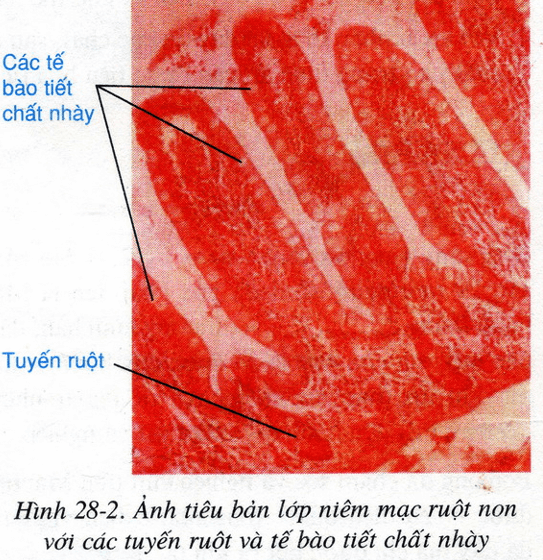 Lý thuyết Sinh học 8 Bài 28: Tiêu hóa ở ruột non hay, ngắn gọn