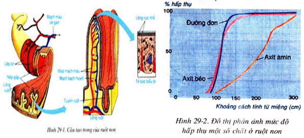 Lý thuyết Sinh học 8 Bài 29: Hấp thụ chất dinh dưỡng và thải phân hay, ngắn gọn