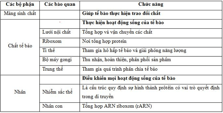 Lý thuyết Sinh học 8 Bài 3: Tế bào hay, ngắn gọn