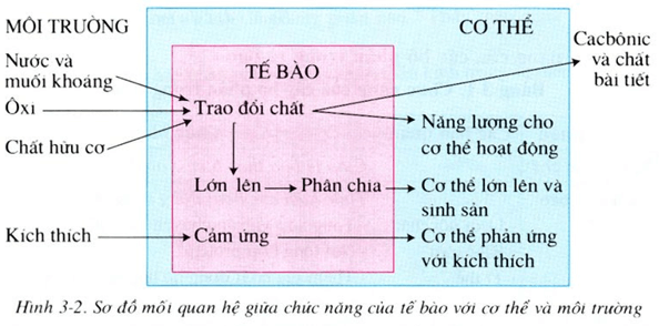 Lý thuyết Sinh học 8 Bài 3: Tế bào hay, ngắn gọn