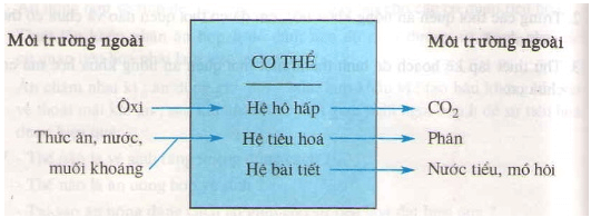 Lý thuyết Sinh học 8 Bài 31: Trao đổi chất hay, ngắn gọn