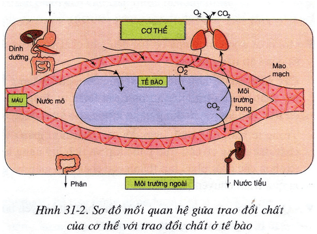 Lý thuyết Sinh học 8 Bài 31: Trao đổi chất hay, ngắn gọn