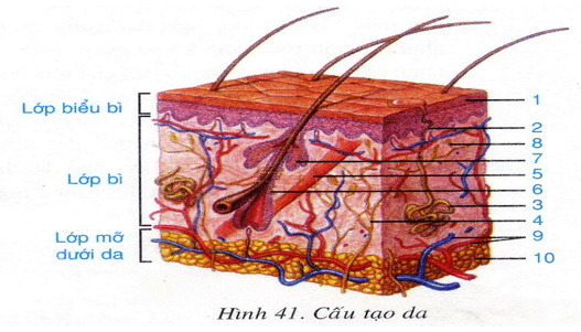 Lý thuyết Sinh học 8 Bài 33: Thân nhiệt hay, ngắn gọn