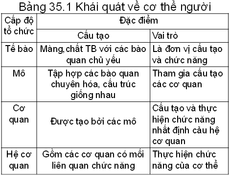 Lý thuyết Sinh học 8 Bài 35: Ôn tập học kì I hay, ngắn gọn