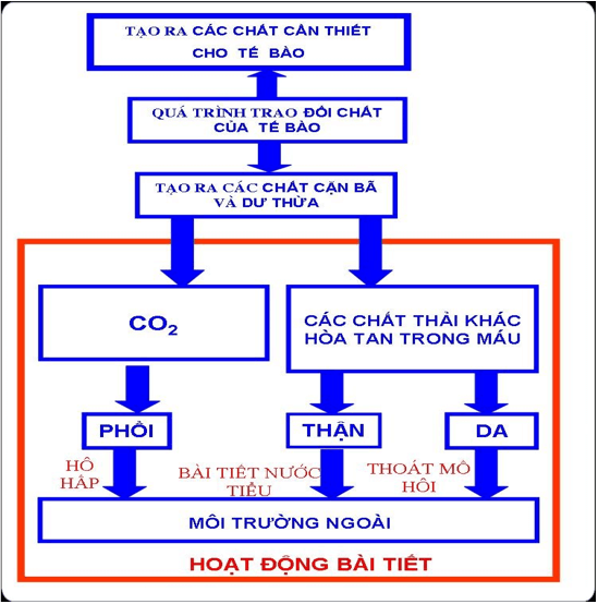 Lý thuyết Sinh học 8 Bài 38: Bài tiết và cấu tạo hệ bài tiết nước tiểu hay, ngắn gọn