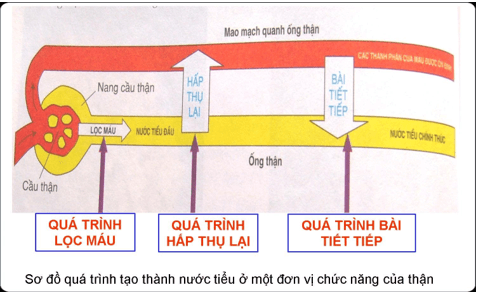 Lý thuyết Sinh học 8 Bài 39: Bài tiết nước tiểu hay, ngắn gọn