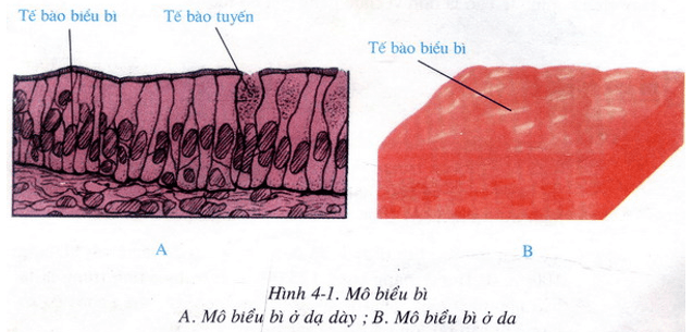 Lý thuyết Sinh học 8 Bài 4: Mô hay, ngắn gọn