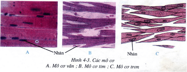 Lý thuyết Sinh học 8 Bài 4: Mô hay, ngắn gọn