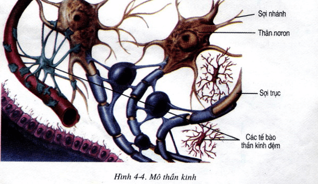 Lý thuyết Sinh học 8 Bài 4: Mô hay, ngắn gọn