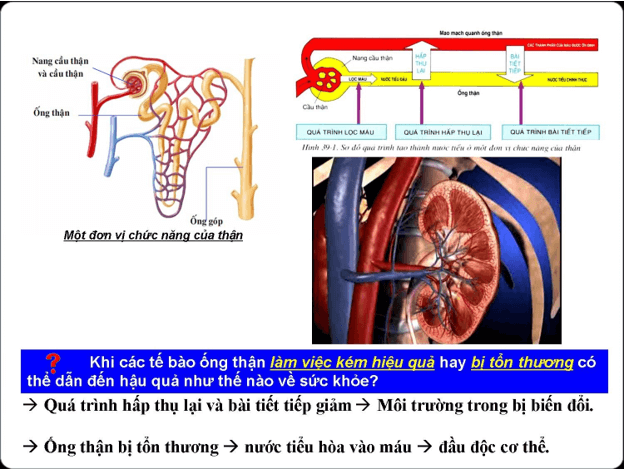 Lý thuyết Sinh học 8 Bài 40: Vệ sinh hệ bài tiết nước tiểu hay, ngắn gọn