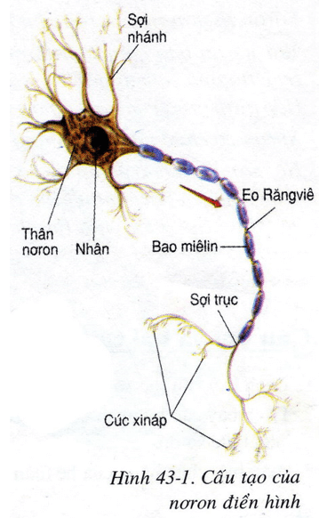 Lý thuyết Sinh học 8 Bài 43: Giới thiệu chung hệ thần kinh hay, ngắn gọn