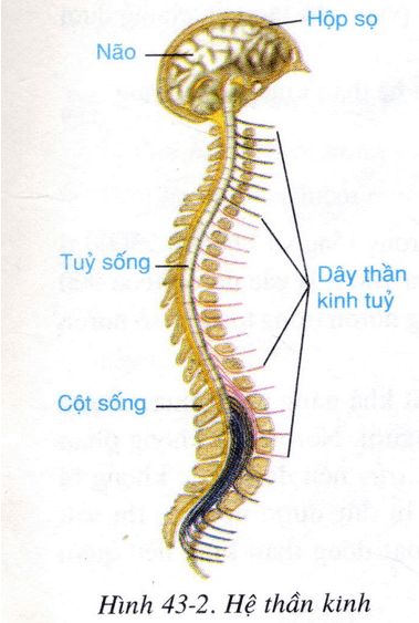 Lý thuyết Sinh học 8 Bài 43: Giới thiệu chung hệ thần kinh hay, ngắn gọn