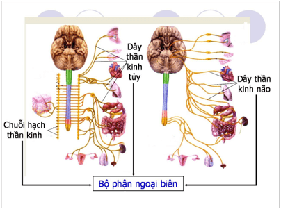 Lý thuyết Sinh học 8 Bài 43: Giới thiệu chung hệ thần kinh hay, ngắn gọn