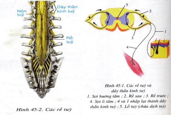 Lý thuyết Sinh học 8  Bài 45: Dây thần kinh tủy hay, ngắn gọn