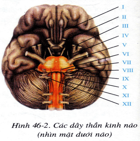 Lý thuyết Sinh học 8 Bài 46: Trụ não, tiểu não, não trung gian hay, ngắn gọn