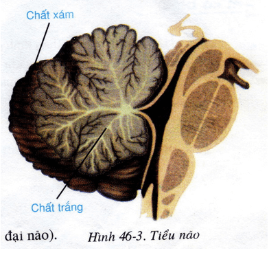 Lý thuyết Sinh học 8 Bài 46: Trụ não, tiểu não, não trung gian hay, ngắn gọn