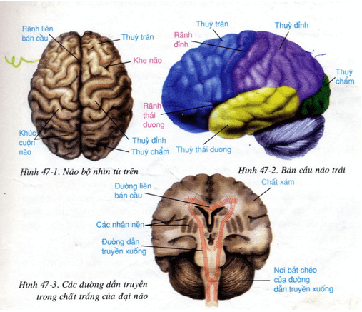 Lý thuyết Sinh học 8 Bài 47: Đại não hay, ngắn gọn