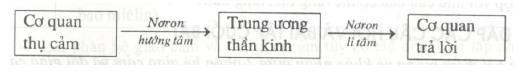 Lý thuyết Sinh học 8 Bài 48: Hệ thần kinh sinh dưỡng hay, ngắn gọn