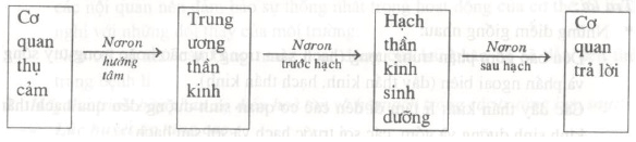 Lý thuyết Sinh học 8 Bài 48: Hệ thần kinh sinh dưỡng hay, ngắn gọn