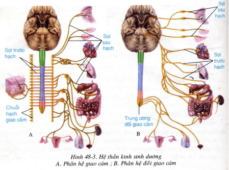Lý thuyết Sinh học 8 Bài 48: Hệ thần kinh sinh dưỡng hay, ngắn gọn