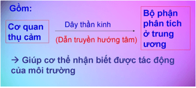 Lý thuyết Sinh học 8 Bài 49: Cơ quan phân tích thị giác hay, ngắn gọn