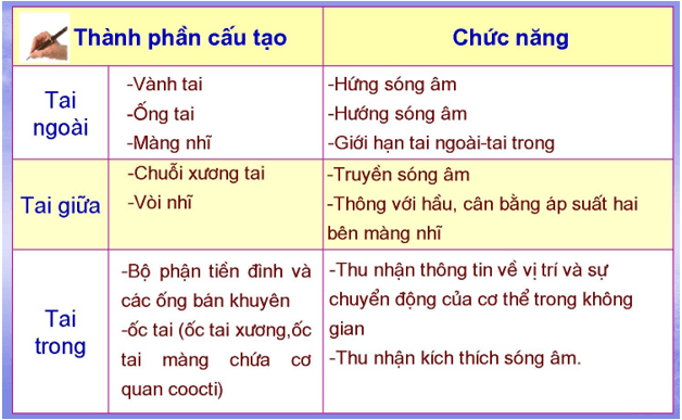 Lý thuyết Sinh học 8 Bài 51: Cơ quan phân tích thính giác hay, ngắn gọn