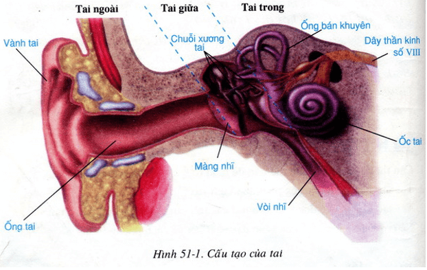 Lý thuyết Sinh học 8 Bài 51: Cơ quan phân tích thính giác hay, ngắn gọn