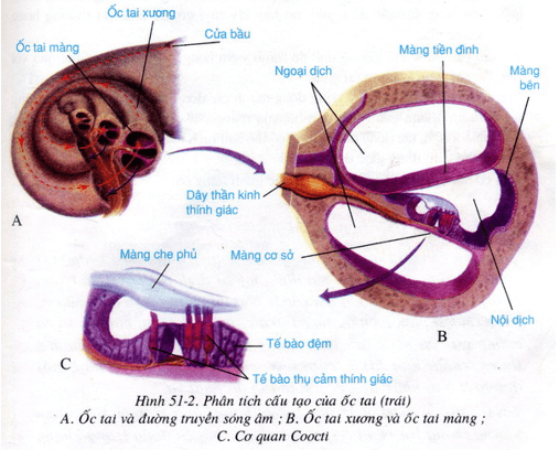 Lý thuyết Sinh học 8 Bài 51: Cơ quan phân tích thính giác hay, ngắn gọn