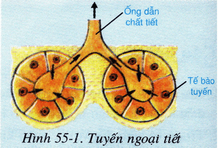 Lý thuyết Sinh học 8 Bài 55: Giới thiệu chung hệ nội tiết hay, ngắn gọn