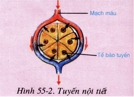 Lý thuyết Sinh học 8 Bài 55: Giới thiệu chung hệ nội tiết hay, ngắn gọn