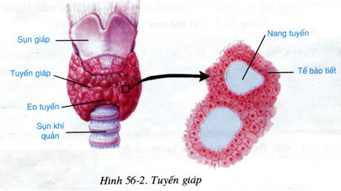 Lý thuyết Sinh học 8 Bài 56: Tuyến yên, tuyến giáp hay, ngắn gọn