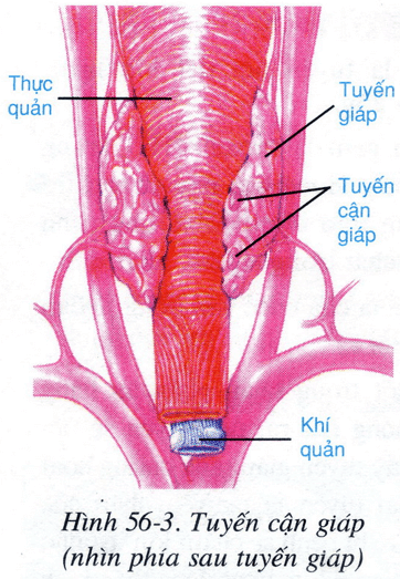 Lý thuyết Sinh học 8 Bài 56: Tuyến yên, tuyến giáp hay, ngắn gọn