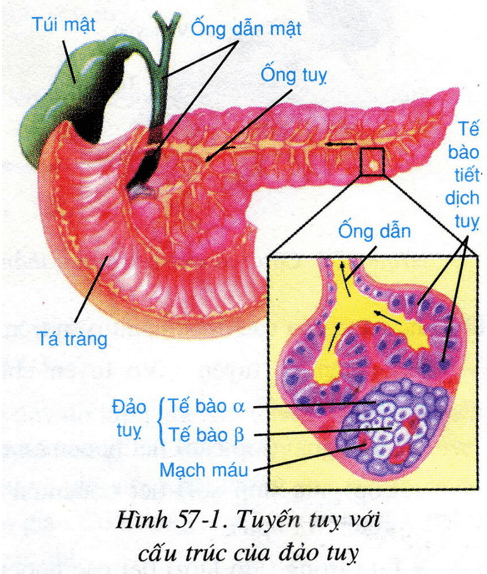 Lý thuyết Sinh học 8 Bài 57: Tuyến tụy và tuyến trên thận hay, ngắn gọn