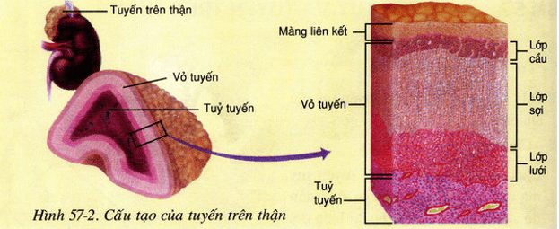 Lý thuyết Sinh học 8 Bài 57: Tuyến tụy và tuyến trên thận hay, ngắn gọn