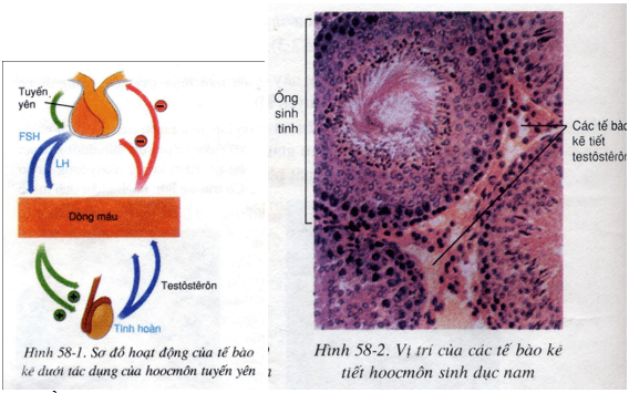Lý thuyết Sinh học 8 Bài 58: Tuyến sinh dục hay, ngắn gọn