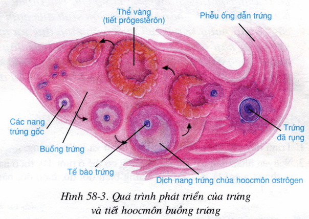 Lý thuyết Sinh học 8 Bài 58: Tuyến sinh dục hay, ngắn gọn