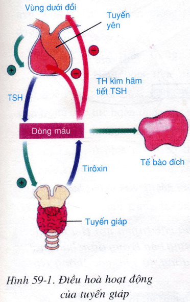 Lý thuyết Sinh học 8 Bài 59: Sự điều hòa và phối hợp hoạt động của các tuyến nội tiết hay, ngắn gọn